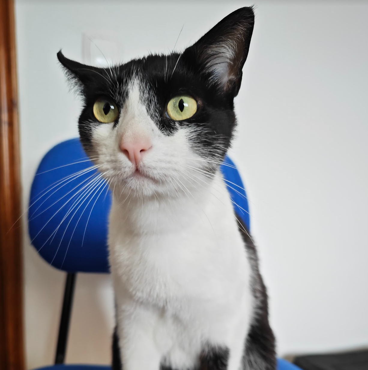 Cat Hope